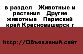  в раздел : Животные и растения » Другие животные . Пермский край,Красновишерск г.